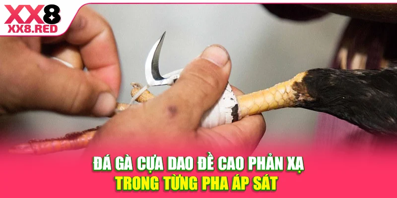 Đá gà cựa dao đề cao phản xạ trong từng pha áp sát