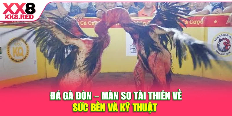 Đá Gà Đòn
