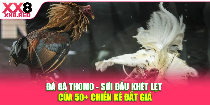 Đá Gà Thomo